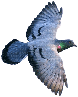 DOVE - Free PNG