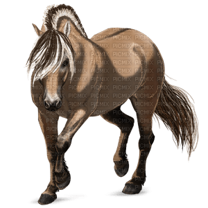 Horse - бесплатно png
