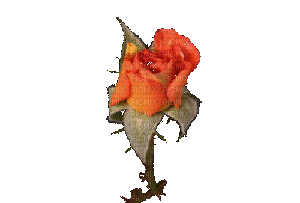 цветок роза - GIF animé gratuit