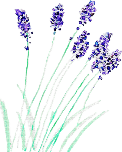 lavender Bb2 - png ฟรี