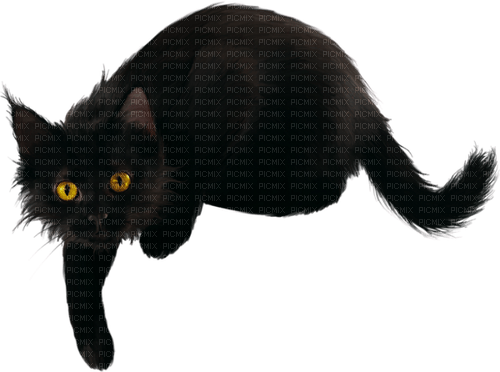 cat katze chat animal halloween gothic - zdarma png