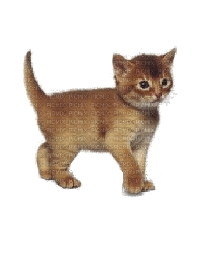 Katze, chat, cat - Zdarma animovaný GIF
