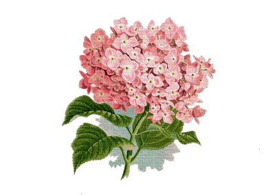 flowers katrin - δωρεάν png