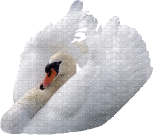 девушка-лебедь - Безплатен анимиран GIF