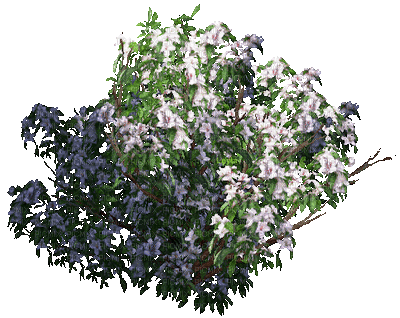 fleur blanche.Cheyenne63 - GIF animado grátis