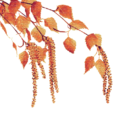 Autumn Birch - GIF animasi gratis