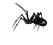 pavouk - Ilmainen animoitu GIF