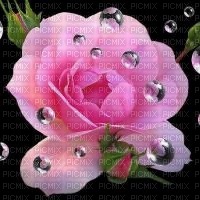 une rose - 無料png