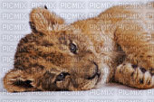 lionceau mimi 2 - 免费PNG
