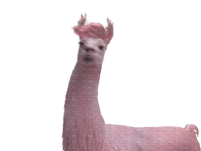 llama lama fun gif  chameaux pink kamele camels animal tube anime animated - Ilmainen animoitu GIF