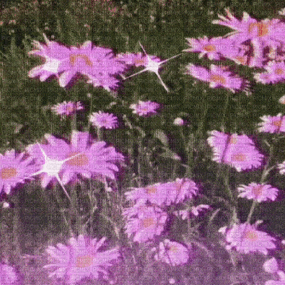 Pink Flowers Background - Ilmainen animoitu GIF