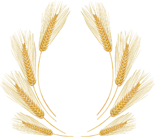 Frame blé et moisson - darmowe png