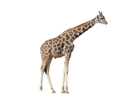 Kaz_Creations Giraffe - PNG gratuit