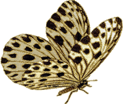 mariposa - Бесплатный анимированный гифка
