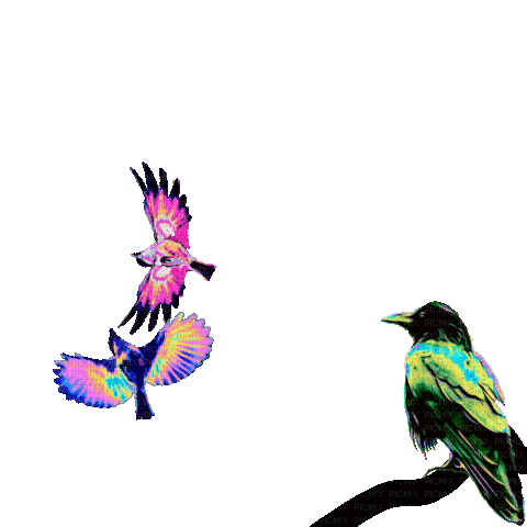 birds - Animovaný GIF zadarmo