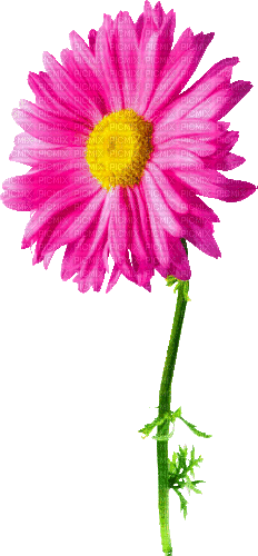 Animated.Flower.Pink - By KittyKatLuv65 - GIF animado gratis