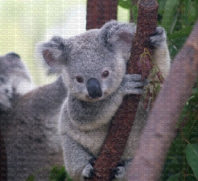 Koala♥ - gratis png