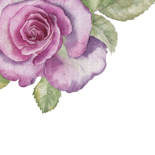 pink rose Bb2 - безплатен png