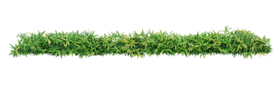 herbe - Free PNG