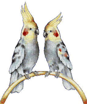 parrots gif love - Бесплатный анимированный гифка