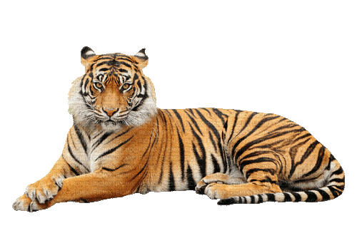 Tiger.Tigre.gif.Victoriabea - Darmowy animowany GIF