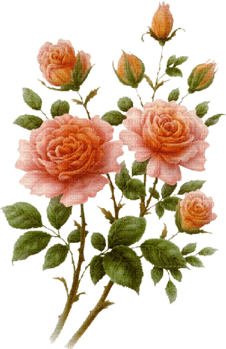 rosa  naranjada - png grátis