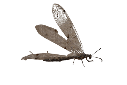 insecte - zdarma png