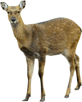 Kaz_Creations Deer - бесплатно png