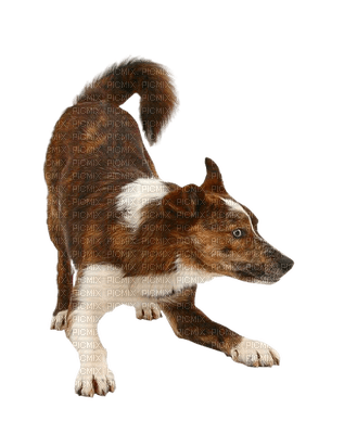 Kaz_Creations  Dog Pup - PNG gratuit