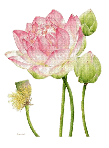 lotus Bb2 - δωρεάν png