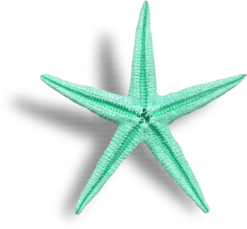 starfish Bb2 - PNG gratuit