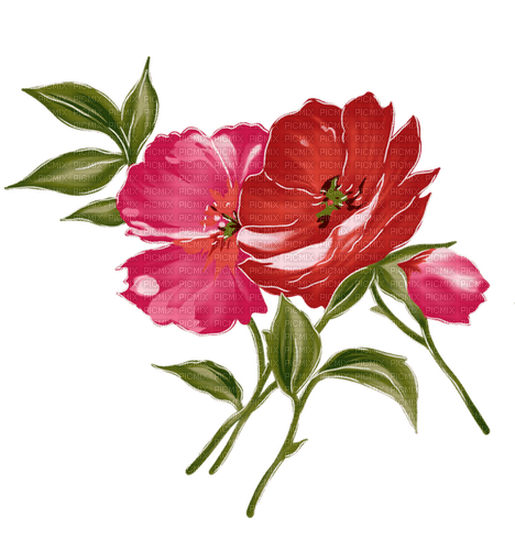 red flowers watercolor Bb2 - бесплатно png