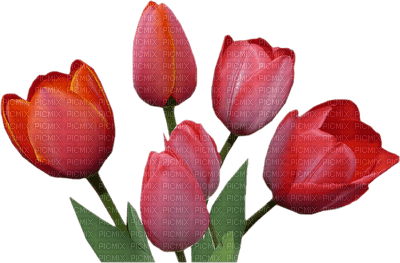 tulipe - gratis png