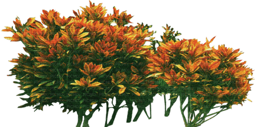 Fleurs - png grátis