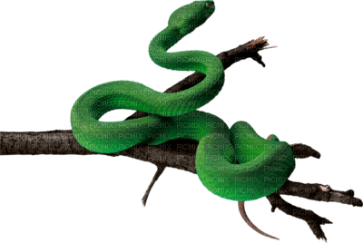 Serpent - Free PNG