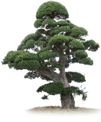 TREE - besplatni png