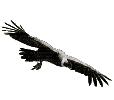aguila by EstrellaCristal - Безплатен анимиран GIF