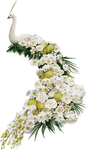 Flowers - PEACOCK - zadarmo png
