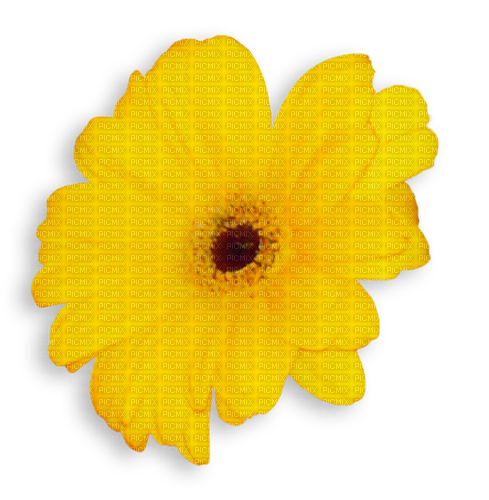 spring flower daisy - gratis png