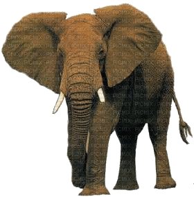 éléphant - Darmowy animowany GIF