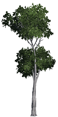 arbre gif - Gratis animeret GIF