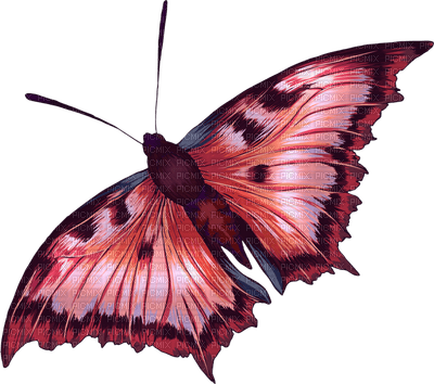 papillon marron.Cheyenne63 - zdarma png
