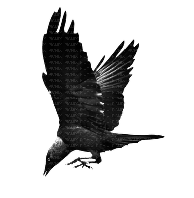 crow katrin - bezmaksas png
