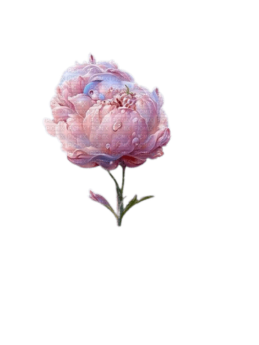 fleur pivoine rose - kostenlos png