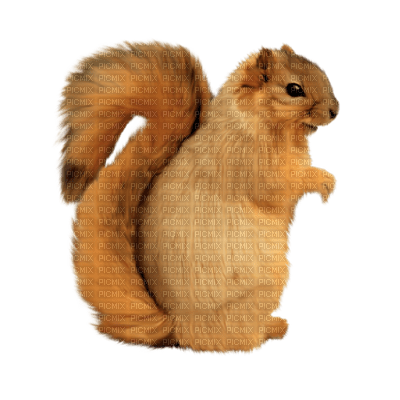 Kaz_Creations Animals Squirrels Squirrel - ücretsiz png