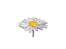 fleurs - Besplatni animirani GIF