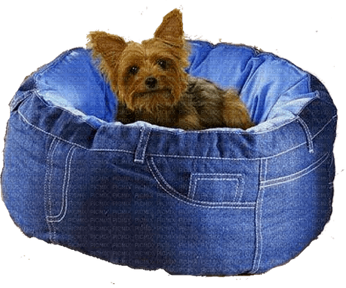 Denim Dog bed with dog - gratis png