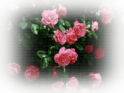 blommor-rosor----flowers--pink - δωρεάν png