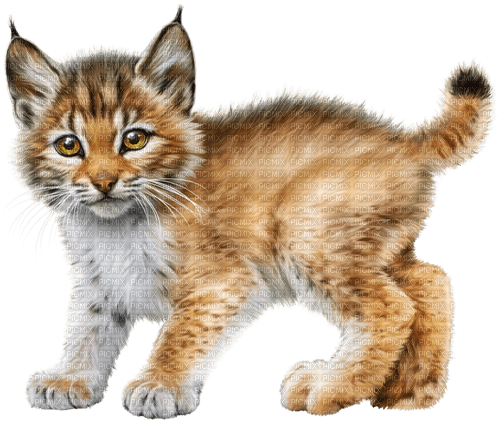 Y.A.M._Animals Lynx - png gratuito