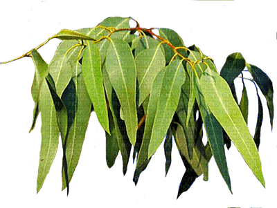 leaves bp - фрее пнг